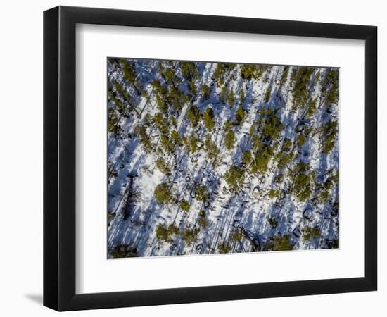 Spruce Trees, Laponian Area, National Park, Stora Sjofallet, Sweden. Drone photography-Panoramic Images-Framed Photographic Print
