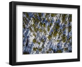 Spruce Trees, Laponian Area, National Park, Stora Sjofallet, Sweden. Drone photography-Panoramic Images-Framed Photographic Print