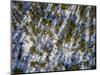 Spruce Trees, Laponian Area, National Park, Stora Sjofallet, Sweden. Drone photography-Panoramic Images-Mounted Photographic Print