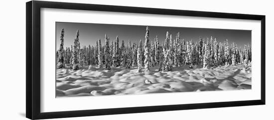 Spruce trees on a snow covered landscape, Chugiak, Anchorage, Alaska, USA-null-Framed Photographic Print