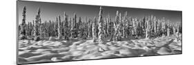 Spruce trees on a snow covered landscape, Chugiak, Anchorage, Alaska, USA-null-Mounted Photographic Print