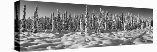 Spruce trees on a snow covered landscape, Chugiak, Anchorage, Alaska, USA-null-Stretched Canvas