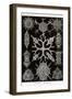 Spumellaria-Ernst Haeckel-Framed Art Print