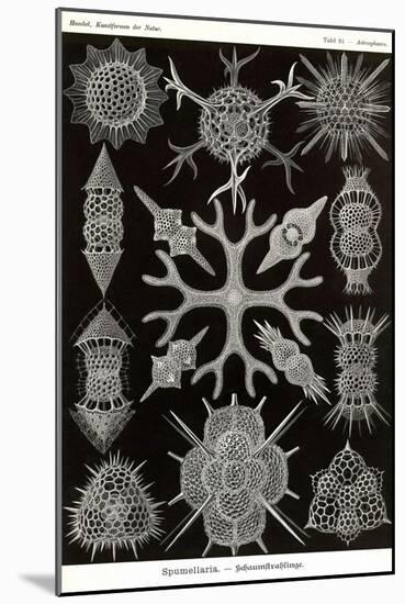 Spumellaria-Ernst Haeckel-Mounted Art Print