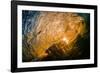 Spun Gold-Inside a tubing wave at sunset, shot from the water, Kirra, Queensland, Australia-Mark A Johnson-Framed Photographic Print