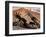 Spur 1-Barry Hart-Framed Art Print