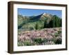 Spur Lupine and Subalpine Firs, Marys River Peak, Humboldt National Forest, Nevada, USA-Scott T. Smith-Framed Premium Photographic Print