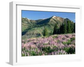Spur Lupine and Subalpine Firs, Marys River Peak, Humboldt National Forest, Nevada, USA-Scott T. Smith-Framed Premium Photographic Print
