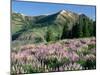 Spur Lupine and Subalpine Firs, Marys River Peak, Humboldt National Forest, Nevada, USA-Scott T. Smith-Mounted Premium Photographic Print