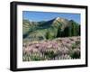 Spur Lupine and Subalpine Firs, Marys River Peak, Humboldt National Forest, Nevada, USA-Scott T. Smith-Framed Photographic Print