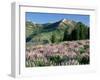 Spur Lupine and Subalpine Firs, Marys River Peak, Humboldt National Forest, Nevada, USA-Scott T. Smith-Framed Photographic Print