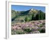 Spur Lupine and Subalpine Firs, Marys River Peak, Humboldt National Forest, Nevada, USA-Scott T. Smith-Framed Photographic Print