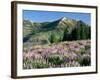 Spur Lupine and Subalpine Firs, Marys River Peak, Humboldt National Forest, Nevada, USA-Scott T. Smith-Framed Photographic Print