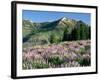 Spur Lupine and Subalpine Firs, Marys River Peak, Humboldt National Forest, Nevada, USA-Scott T. Smith-Framed Photographic Print