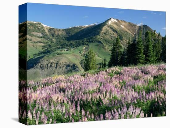 Spur Lupine and Subalpine Firs, Marys River Peak, Humboldt National Forest, Nevada, USA-Scott T. Smith-Stretched Canvas