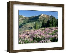 Spur Lupine and Subalpine Firs, Marys River Peak, Humboldt National Forest, Nevada, USA-Scott T. Smith-Framed Photographic Print