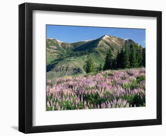 Spur Lupine and Subalpine Firs, Marys River Peak, Humboldt National Forest, Nevada, USA-Scott T. Smith-Framed Photographic Print