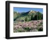 Spur Lupine and Subalpine Firs, Marys River Peak, Humboldt National Forest, Nevada, USA-Scott T. Smith-Framed Photographic Print