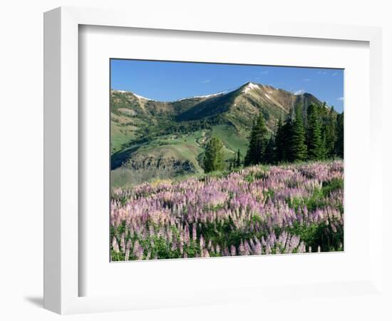 Spur Lupine and Subalpine Firs, Marys River Peak, Humboldt National Forest, Nevada, USA-Scott T. Smith-Framed Photographic Print