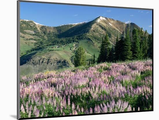 Spur Lupine and Subalpine Firs, Marys River Peak, Humboldt National Forest, Nevada, USA-Scott T. Smith-Mounted Photographic Print