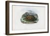 Spur-Thighed Tortoise, 1863-79-Raimundo Petraroja-Framed Giclee Print