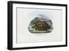 Spur-Thighed Tortoise, 1863-79-Raimundo Petraroja-Framed Giclee Print