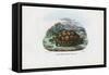 Spur-Thighed Tortoise, 1863-79-Raimundo Petraroja-Framed Stretched Canvas