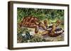 Spur-Thighed Tortoise or Greek Tortoise (Testudo Graeca), Testudinidae-null-Framed Giclee Print