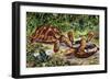 Spur-Thighed Tortoise or Greek Tortoise (Testudo Graeca), Testudinidae-null-Framed Giclee Print