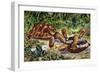 Spur-Thighed Tortoise or Greek Tortoise (Testudo Graeca), Testudinidae-null-Framed Giclee Print