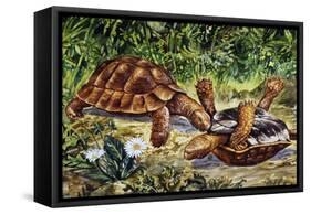 Spur-Thighed Tortoise or Greek Tortoise (Testudo Graeca), Testudinidae-null-Framed Stretched Canvas