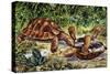 Spur-Thighed Tortoise or Greek Tortoise (Testudo Graeca), Testudinidae-null-Stretched Canvas