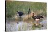 Spur-Winged Goose (Plectropterus Gambensis), Okavango Delta, Botswana, Africa-Sergio Pitamitz-Stretched Canvas