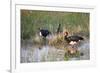 Spur-Winged Goose (Plectropterus Gambensis), Okavango Delta, Botswana, Africa-Sergio Pitamitz-Framed Photographic Print