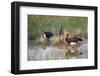 Spur-Winged Goose (Plectropterus Gambensis), Okavango Delta, Botswana, Africa-Sergio Pitamitz-Framed Photographic Print