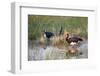 Spur-Winged Goose (Plectropterus Gambensis), Okavango Delta, Botswana, Africa-Sergio Pitamitz-Framed Photographic Print