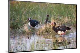 Spur-Winged Goose (Plectropterus Gambensis), Okavango Delta, Botswana, Africa-Sergio Pitamitz-Mounted Photographic Print