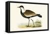 Spur Winged Plover,  from 'A History of the Birds of Europe Not Observed in the British Isles'-English-Framed Stretched Canvas