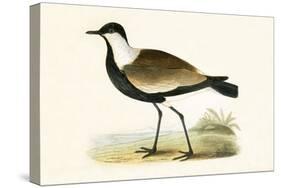 Spur Winged Plover,  from 'A History of the Birds of Europe Not Observed in the British Isles'-English-Stretched Canvas