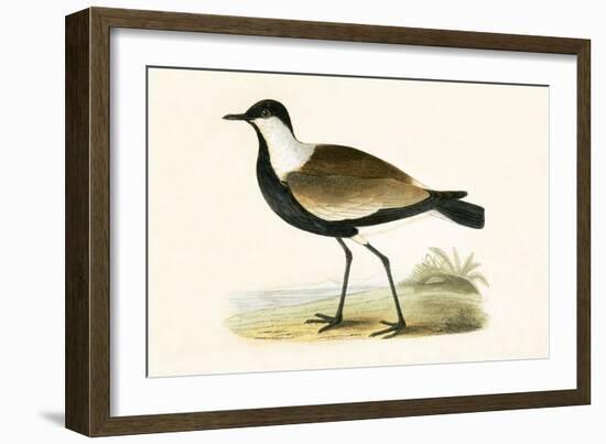 Spur Winged Plover,  from 'A History of the Birds of Europe Not Observed in the British Isles'-English-Framed Giclee Print