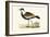 Spur Winged Plover,  from 'A History of the Birds of Europe Not Observed in the British Isles'-English-Framed Giclee Print