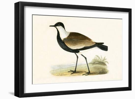 Spur Winged Plover,  from 'A History of the Birds of Europe Not Observed in the British Isles'-English-Framed Giclee Print