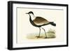 Spur Winged Plover,  from 'A History of the Birds of Europe Not Observed in the British Isles'-English-Framed Giclee Print