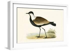 Spur Winged Plover,  from 'A History of the Birds of Europe Not Observed in the British Isles'-English-Framed Giclee Print