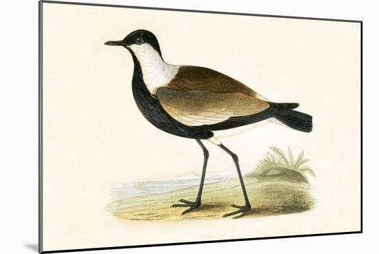 Spur Winged Plover,  from 'A History of the Birds of Europe Not Observed in the British Isles'-English-Mounted Giclee Print