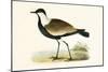 Spur Winged Plover,  from 'A History of the Birds of Europe Not Observed in the British Isles'-English-Mounted Giclee Print