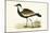 Spur Winged Plover,  from 'A History of the Birds of Europe Not Observed in the British Isles'-English-Mounted Giclee Print