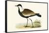 Spur Winged Plover,  from 'A History of the Birds of Europe Not Observed in the British Isles'-English-Framed Stretched Canvas