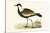 Spur Winged Plover,  from 'A History of the Birds of Europe Not Observed in the British Isles'-English-Stretched Canvas