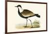 Spur Winged Plover,  from 'A History of the Birds of Europe Not Observed in the British Isles'-English-Framed Giclee Print